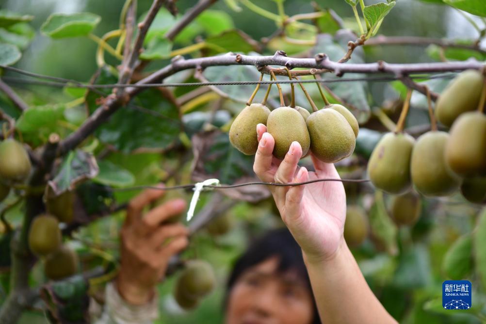 开心川麻加微送卡送分